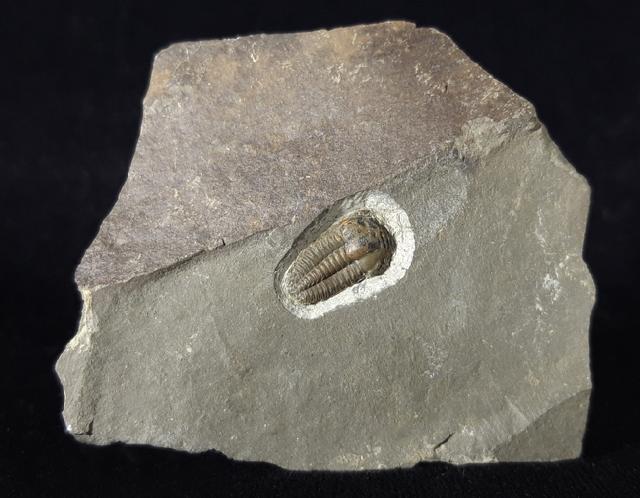 Ellipsocephalus hoffi (SCHLOTHEIM 1823) - Bild © FossNet FossilienStore